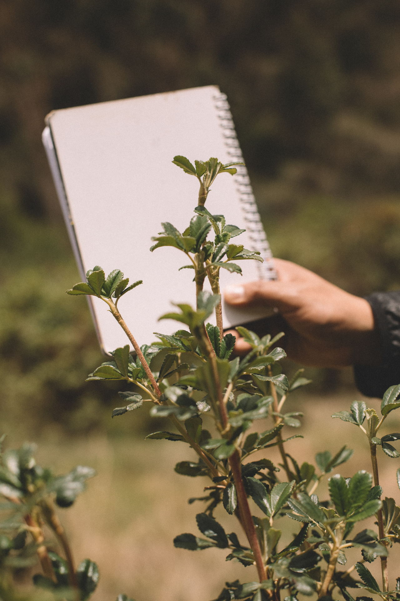Monitoring a young native chachacomo seedling in the restored Andean forest