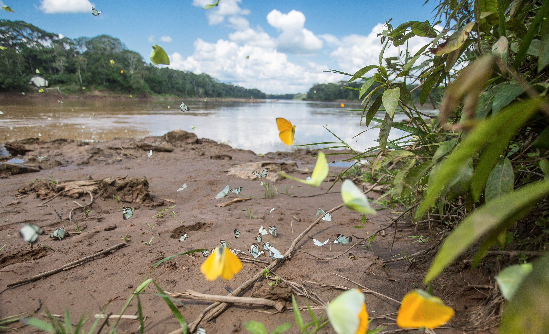 Tambopata field 2