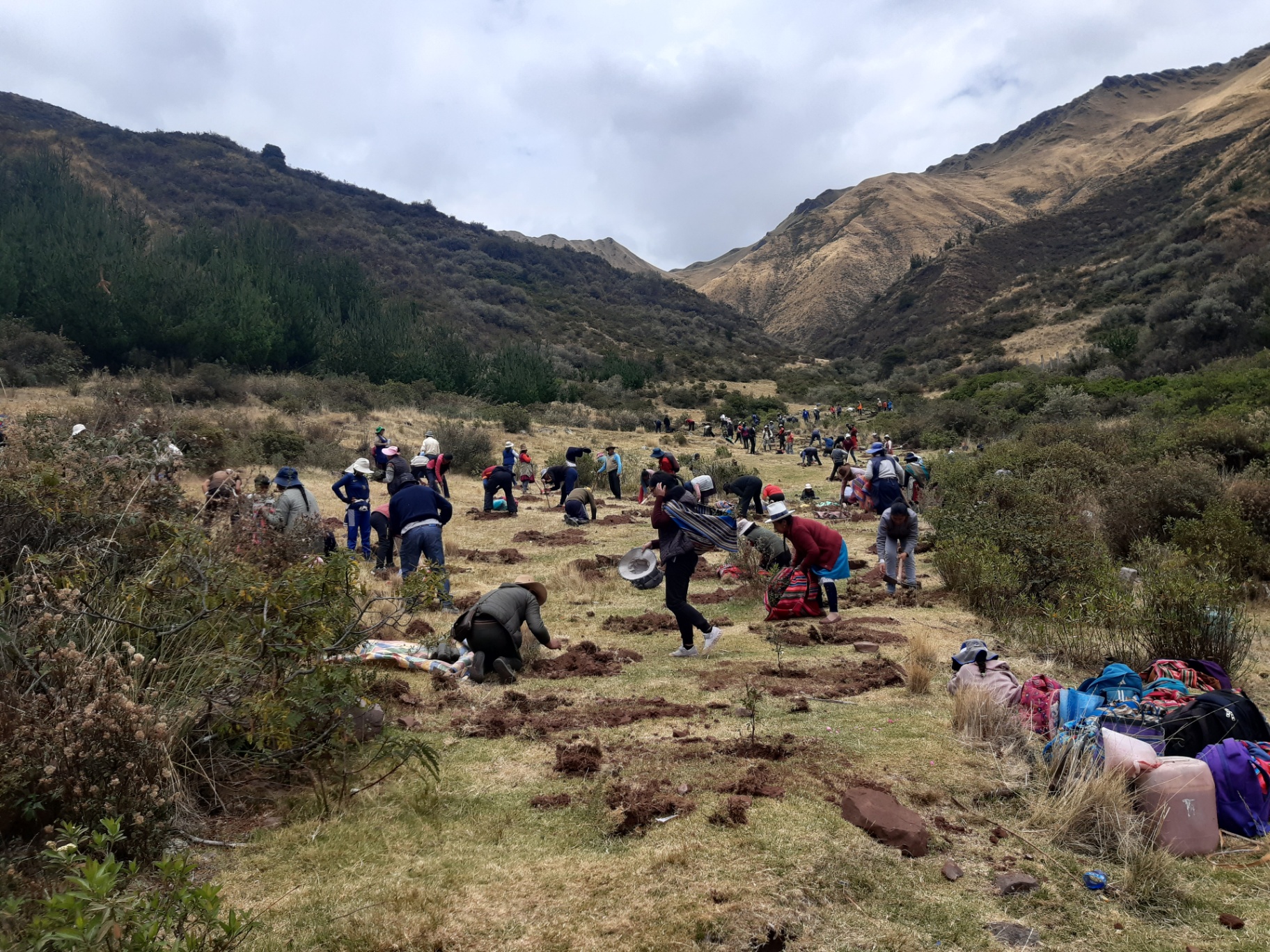 Large-scale community tree planting day in a high Andes valley