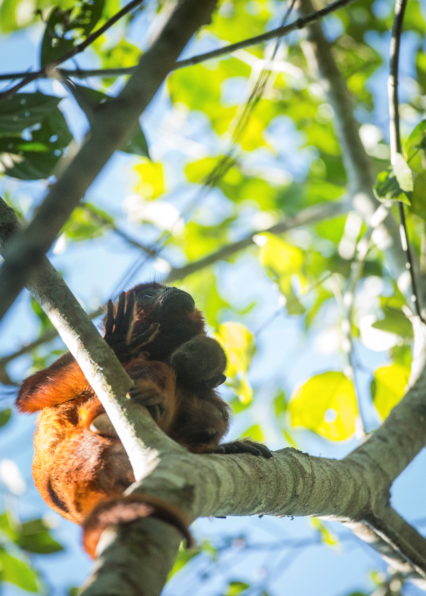 Tambopata field 1