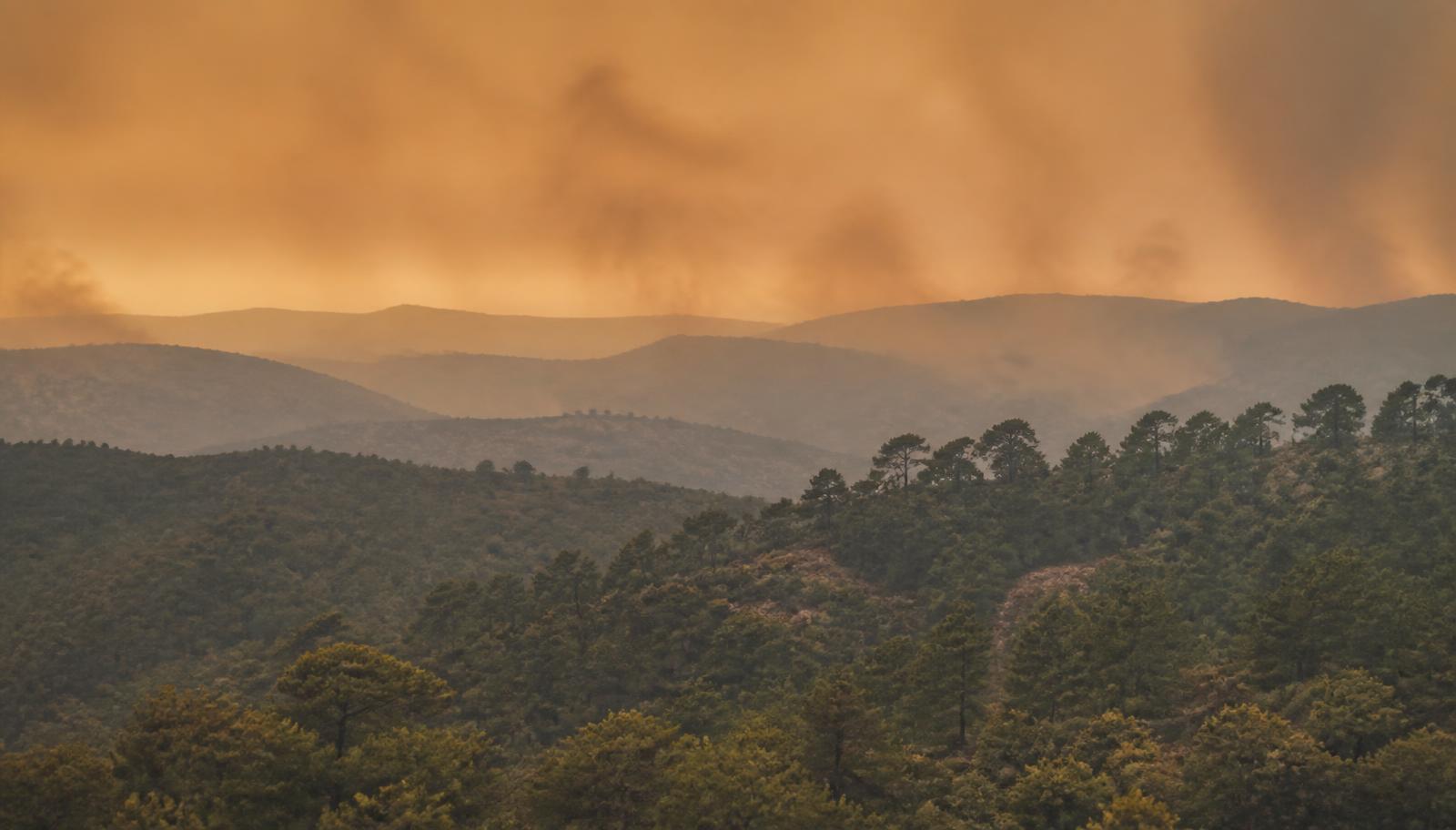 Europe's Summer of Fire: What This Season Tells Us About Forests as Carbon Stores