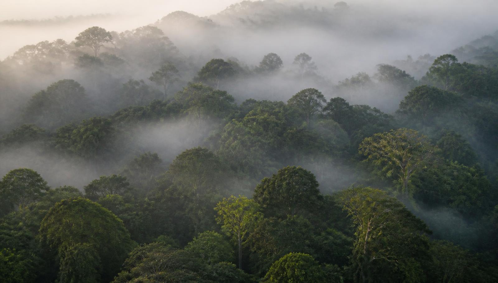 Why Forests Are Climate Infrastructure, and How We Make Sure Forest Projects Work